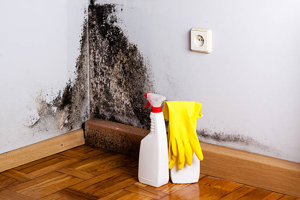 Best Mold Remediation for Specific Building Types in Jennings Lodge, OR